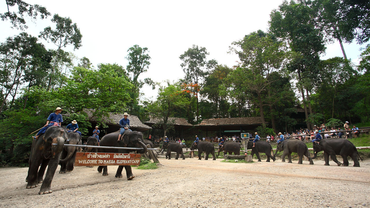 Mae Sa Elephant Camp