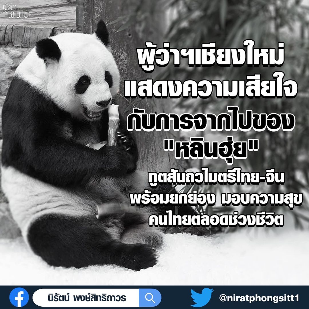 หมีแพนด้า